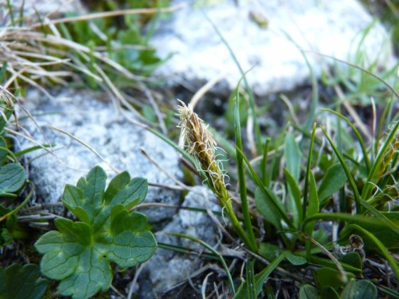 Carex macrostylos habit