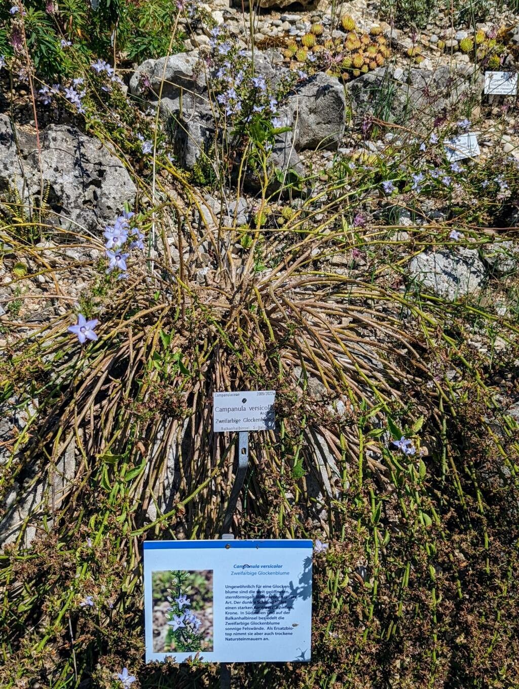 Campanula versicolor habit