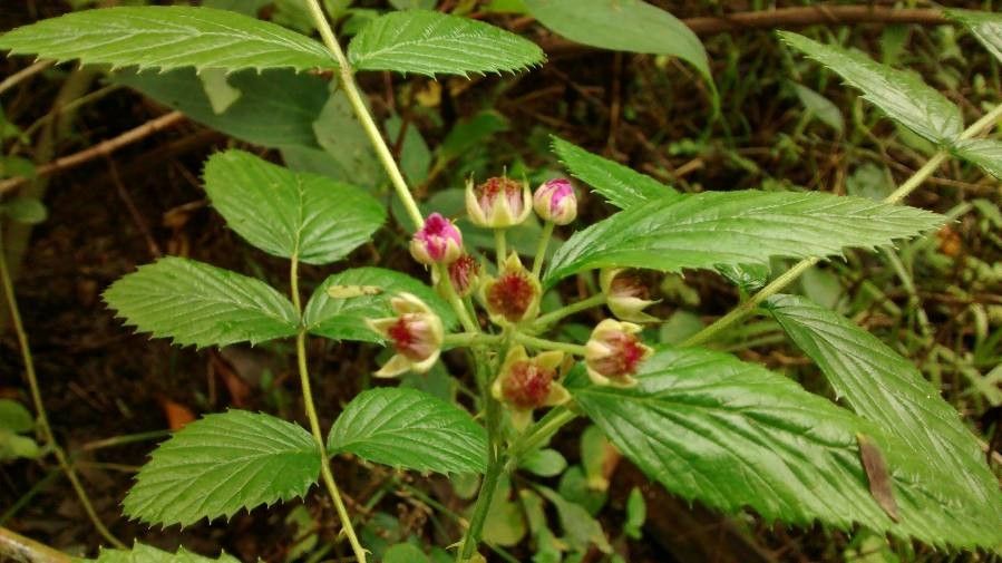 Rubus niveus flower