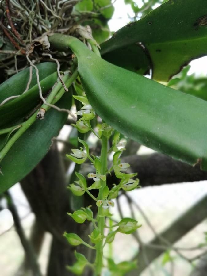 Notylia barkeri flower