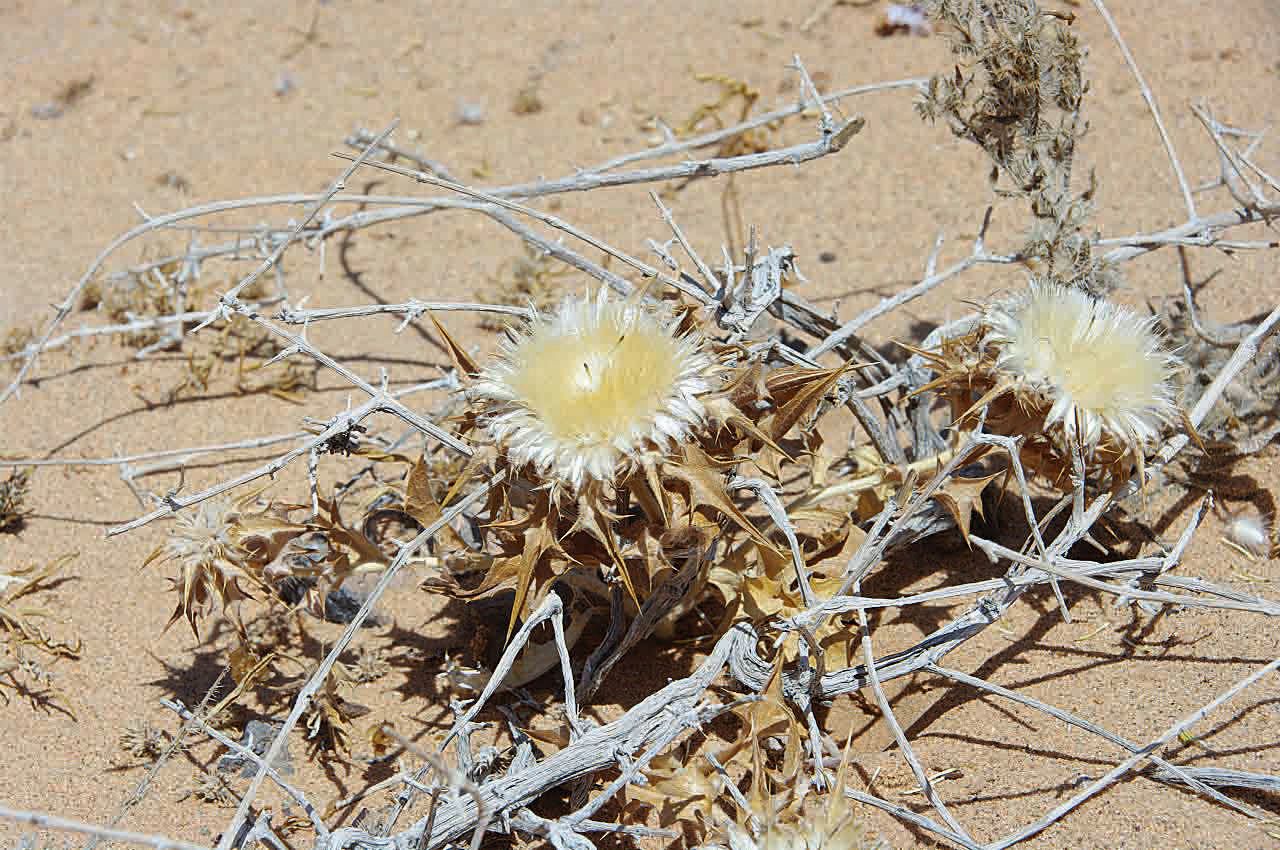 Atractylis babelii bark