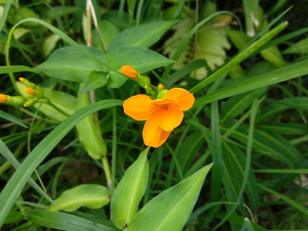 Psiguria pedata flower