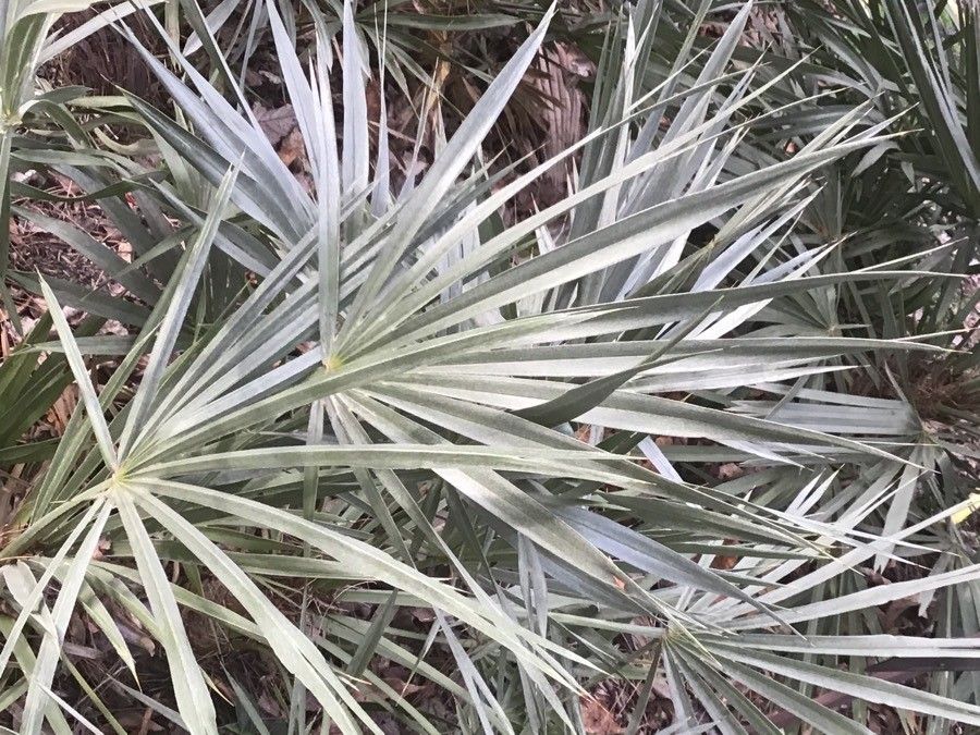 Trithrinax campestris leaf