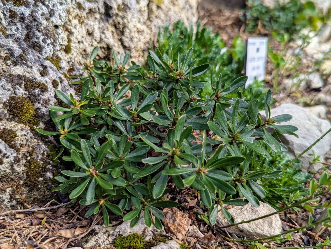 Daphne kosaninii habit