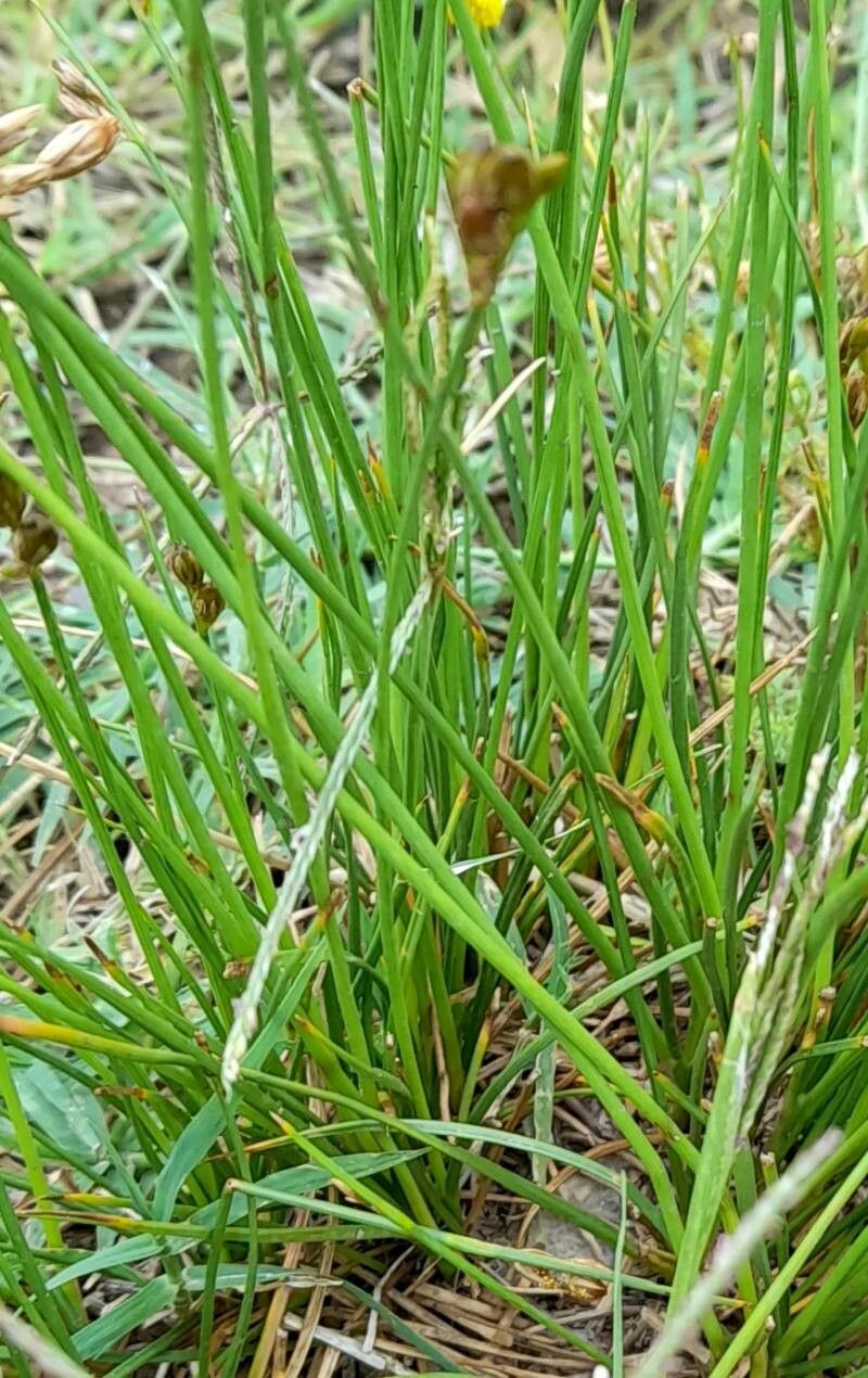 Juncus dichotomus — search result for 'Juncus'