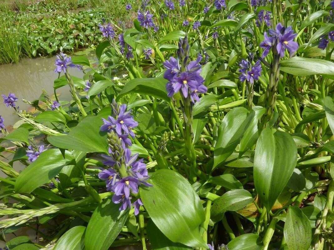 Pontederia brevipetiolata