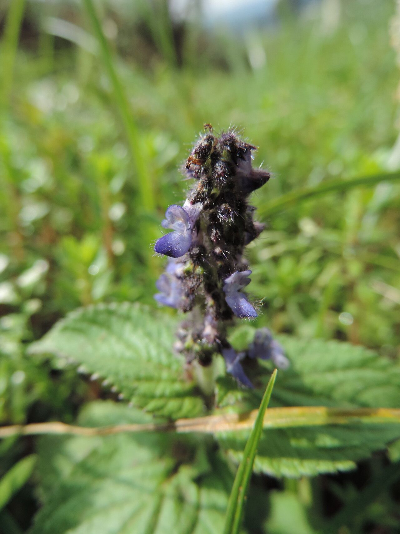 Coleus maculosus flower
