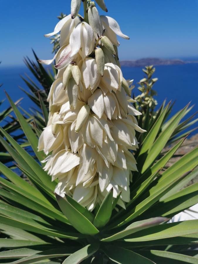 Yucca faxoniana flower
