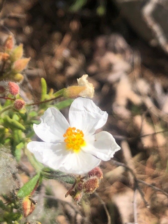 Cistus umbellatus flower