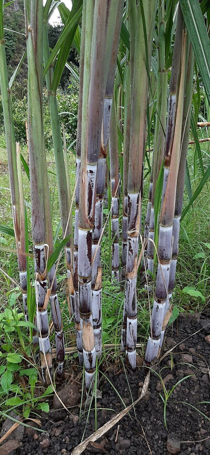 Saccharum spontaneum fruit