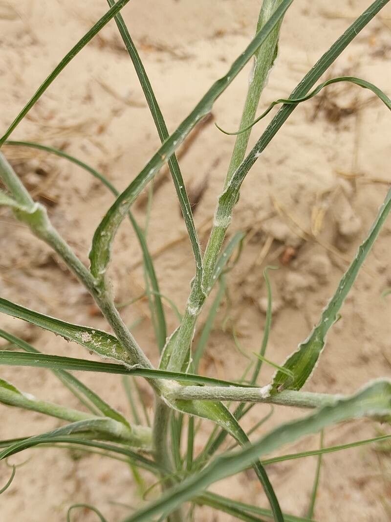 Tragopogon ucrainicus leaf