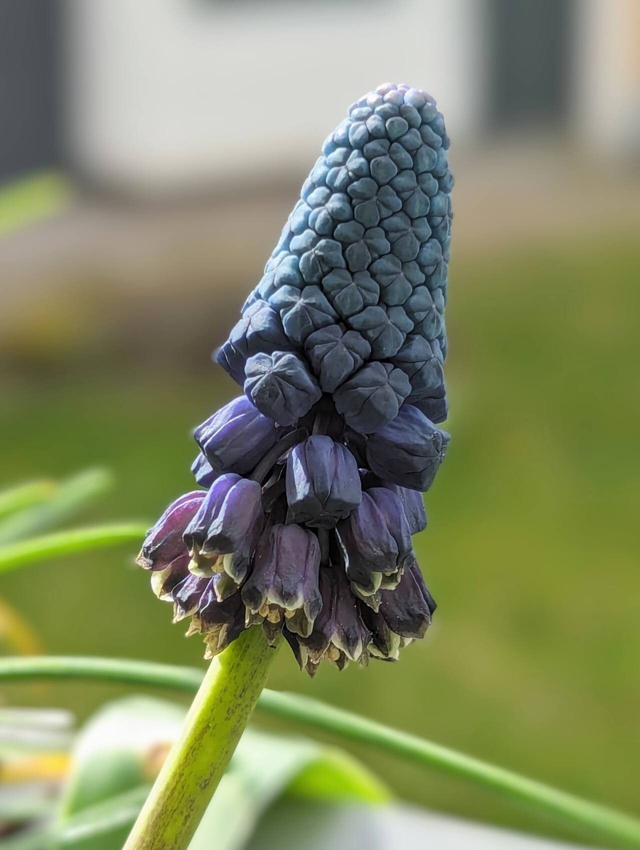 Bellevalia paradoxa flower