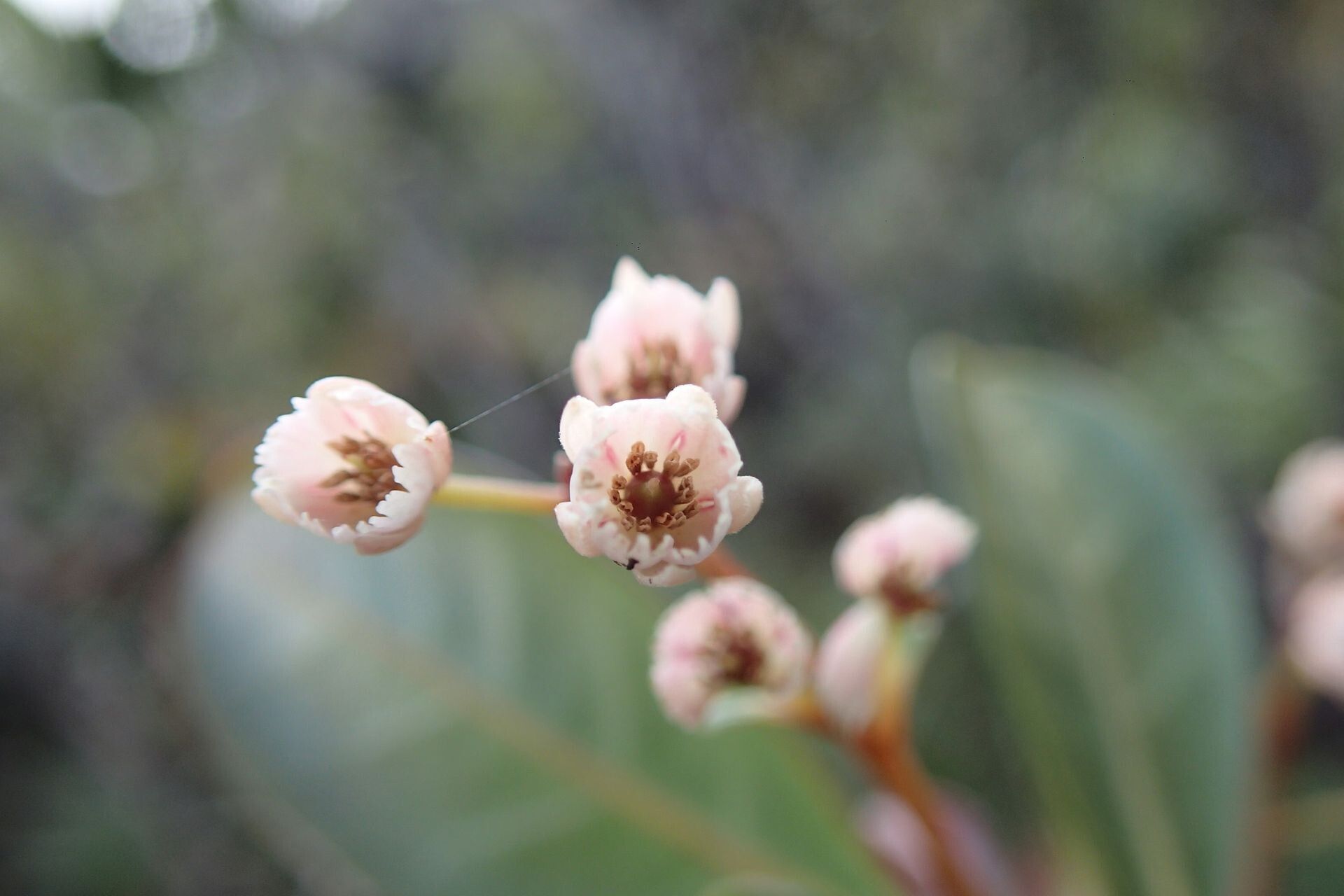 Elaeocarpus pulchellus flower