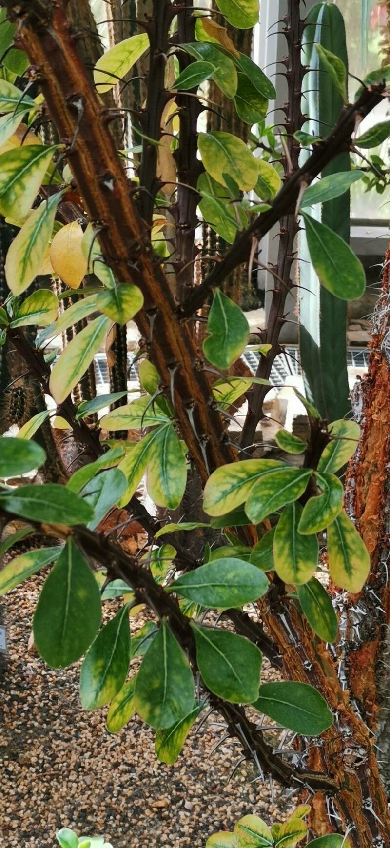 Fouquieria ochoterenae — houseplant care guide