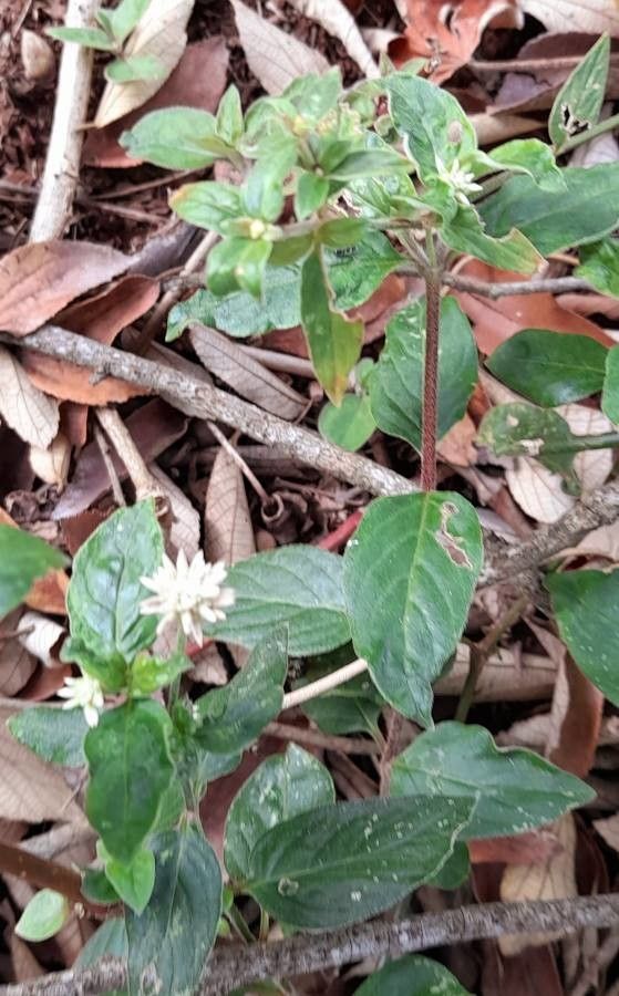 Gomphrena elegans — search result for 'Gomphrena'