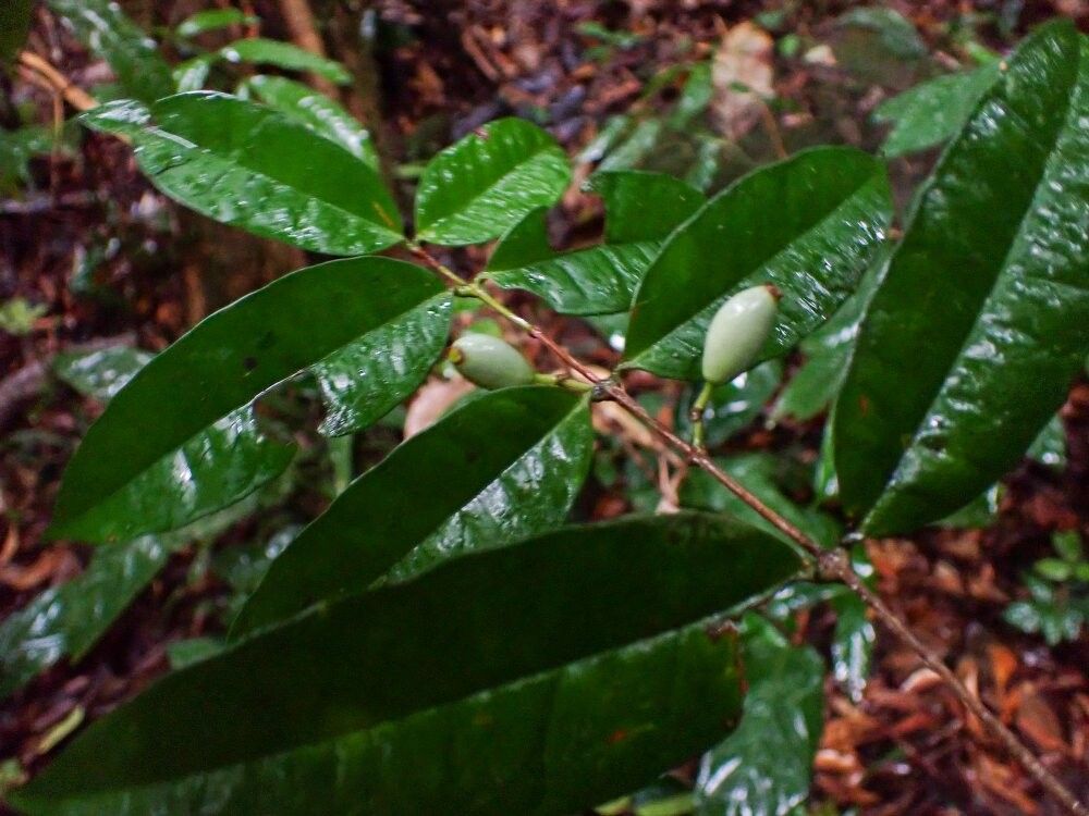 Memecylon nodosum — houseplant care guide