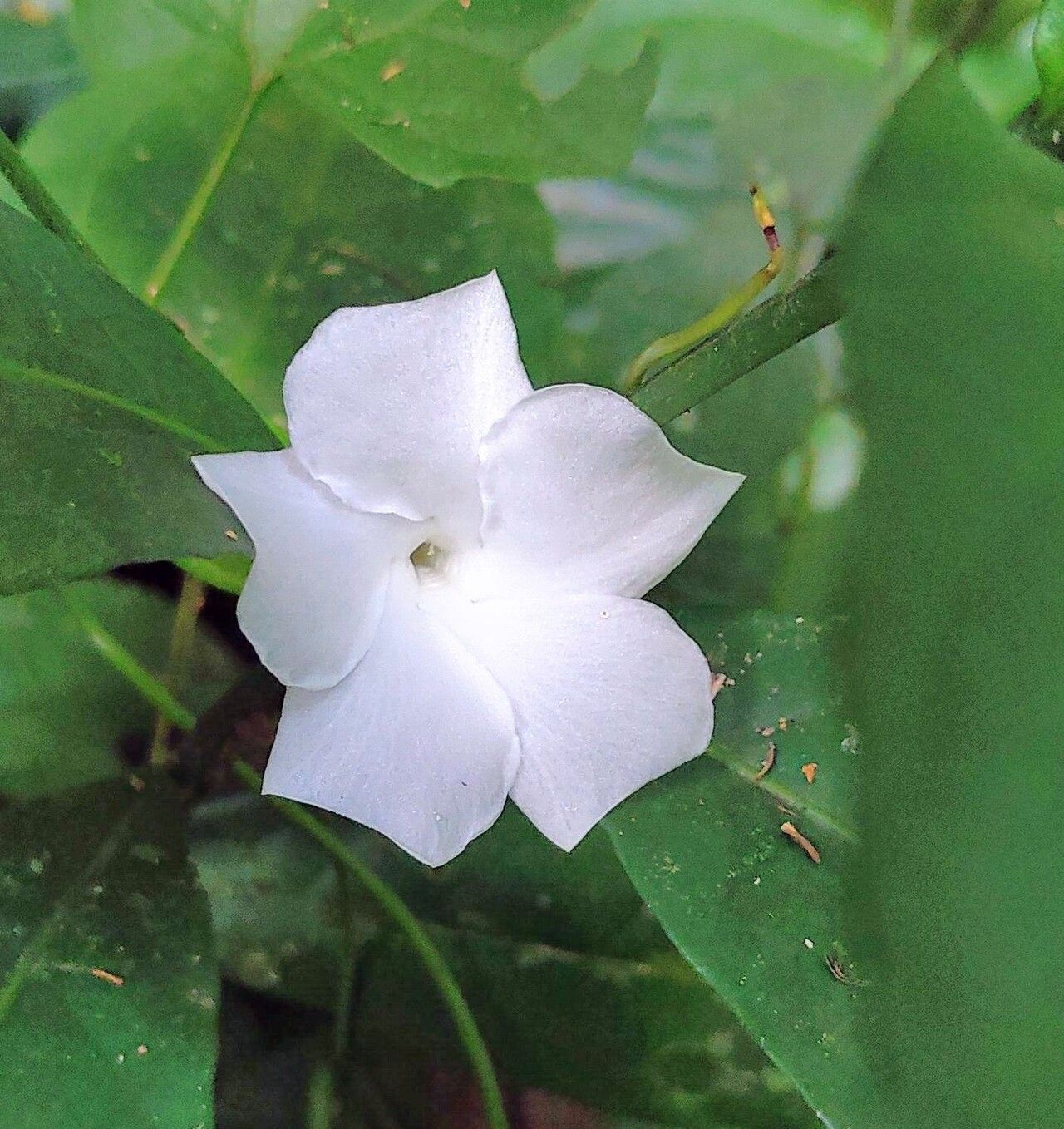 Callichilia basileis — related species from the same genus