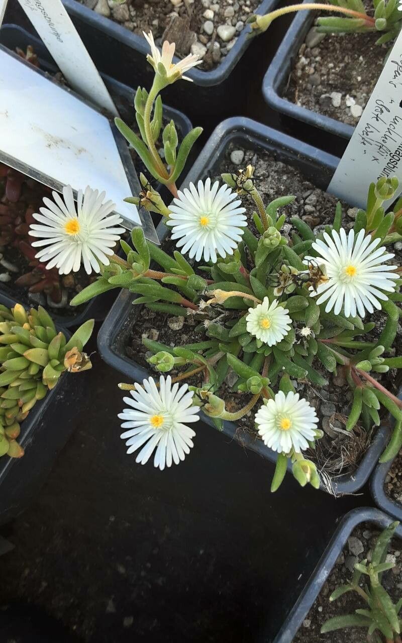 Delosperma luckhoffii — houseplant care guide
