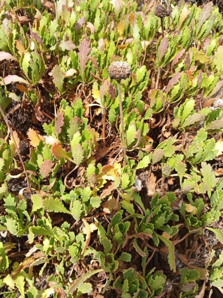 Argyranthemum thalassophilum — search result for 'Argyranthemum'