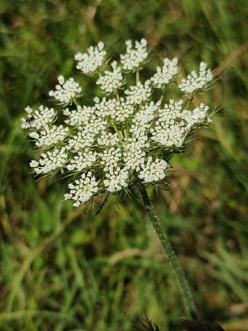 Daucus muricatus flower