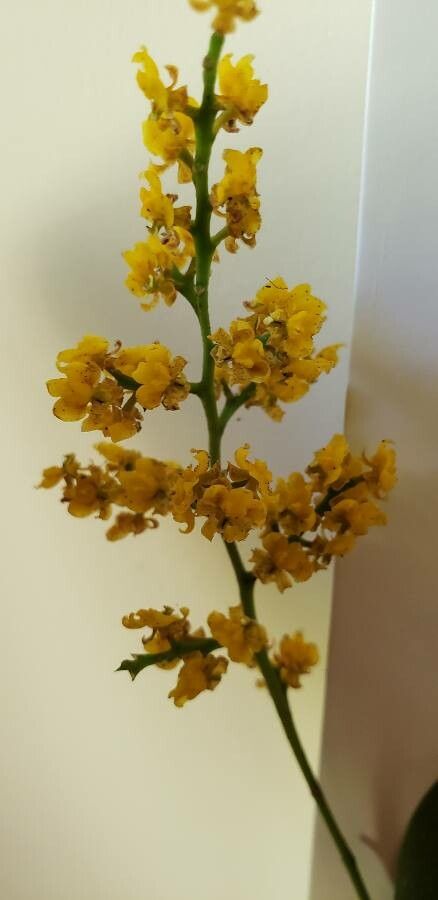 Oncidium cheirophorum flower