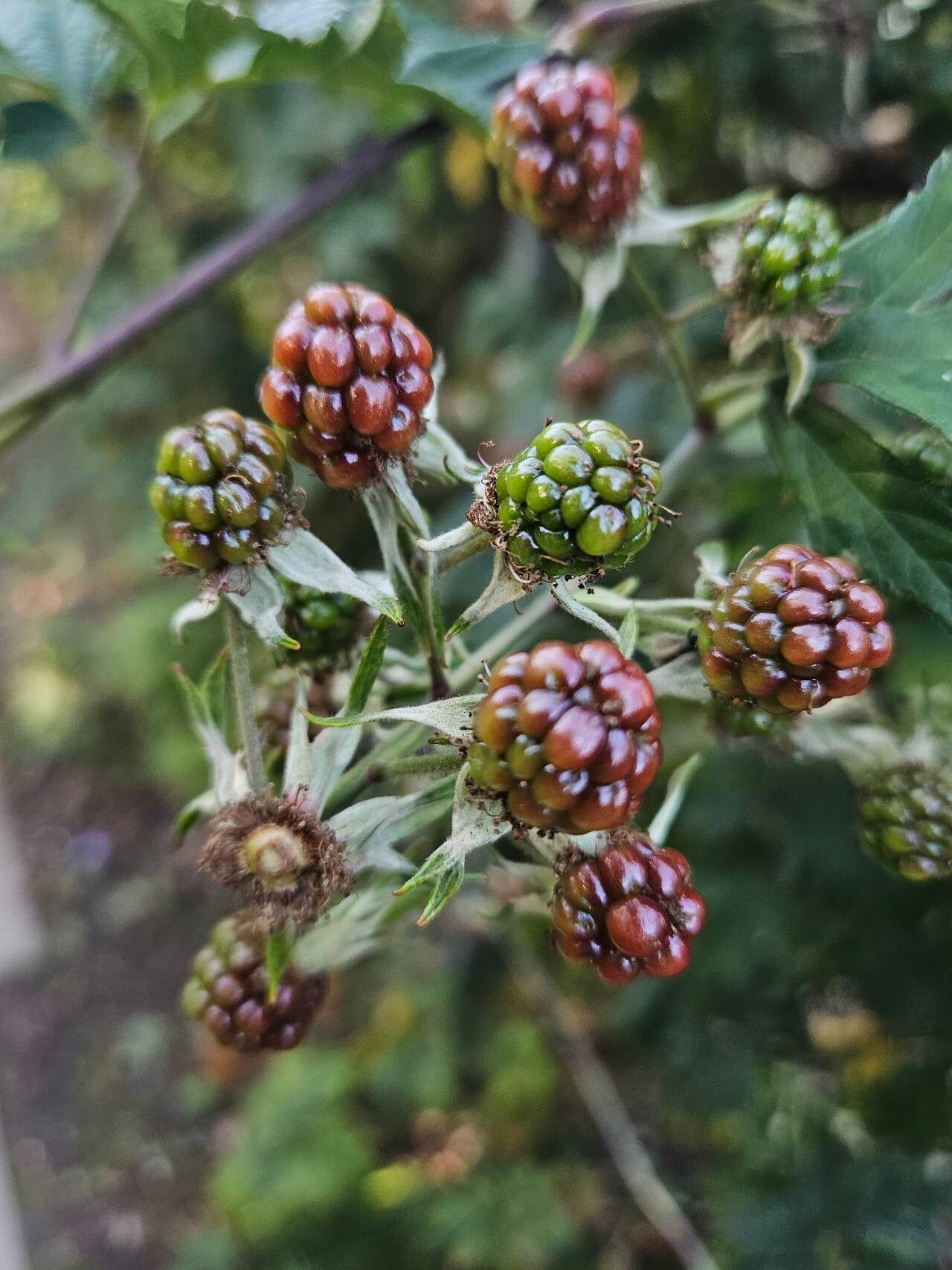 Rubus nemoralis fruit