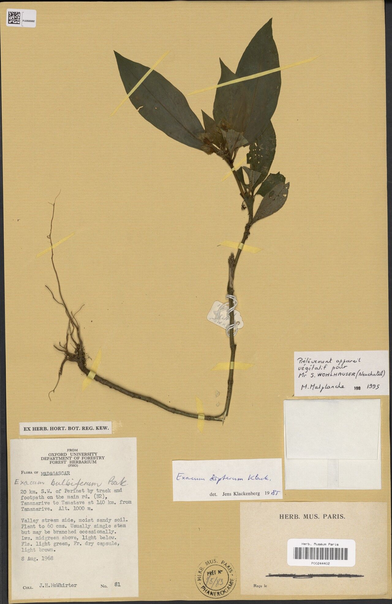 Exacum dipterum — houseplant care guide