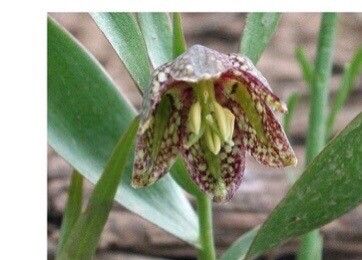 Fritillaria hakkarensis — search result for 'Fritillaria'
