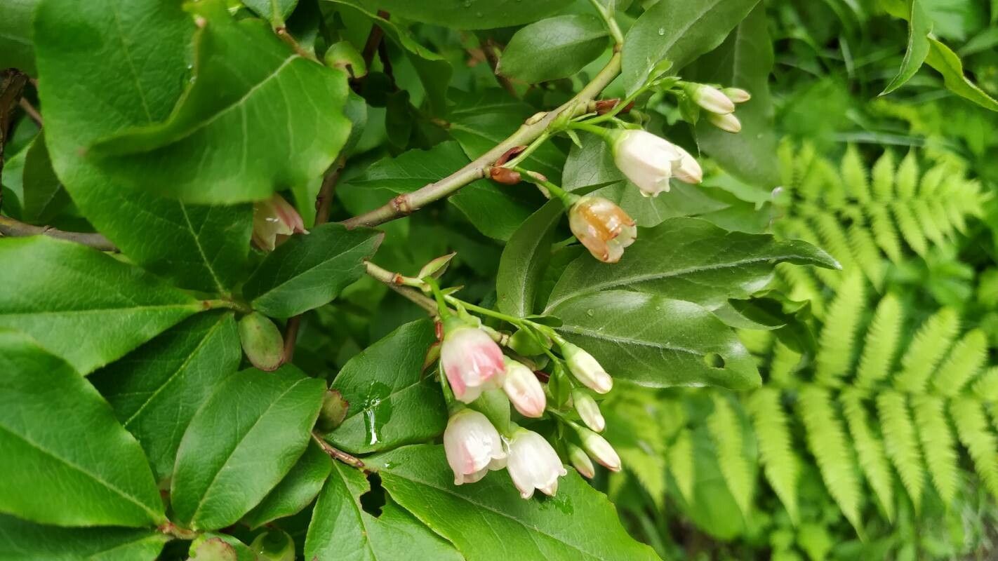 Vaccinium arctostaphylos