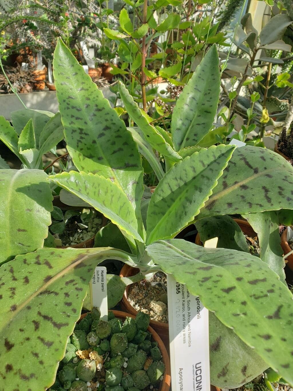 Huernia thuretii habit