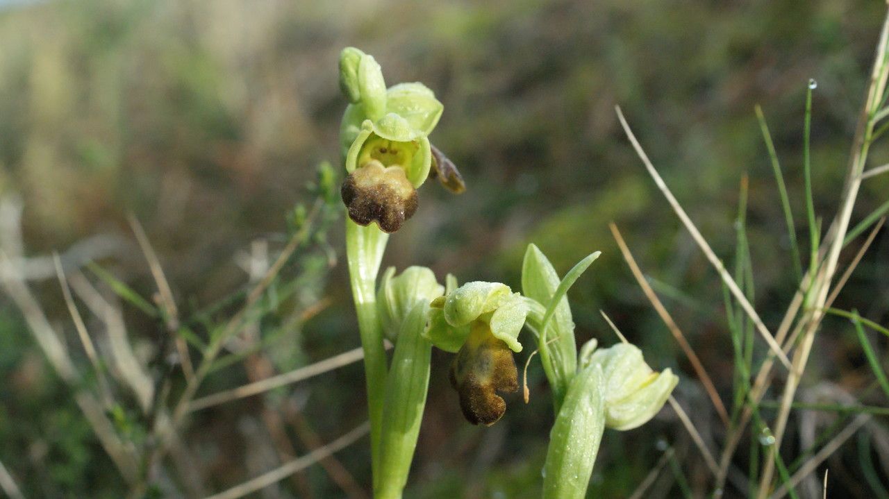Ophrys lupercalis flower