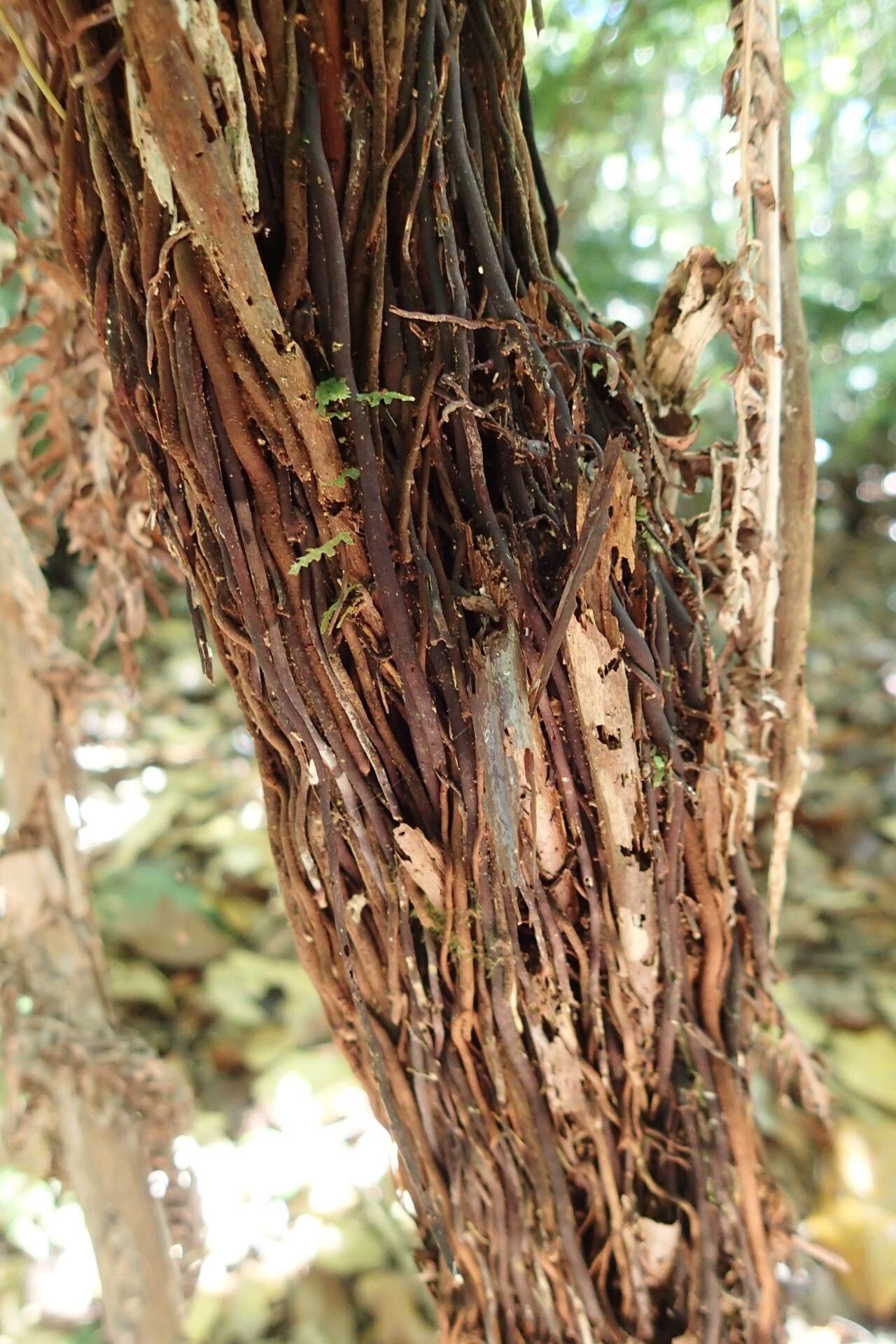 Saccoloma firmum bark