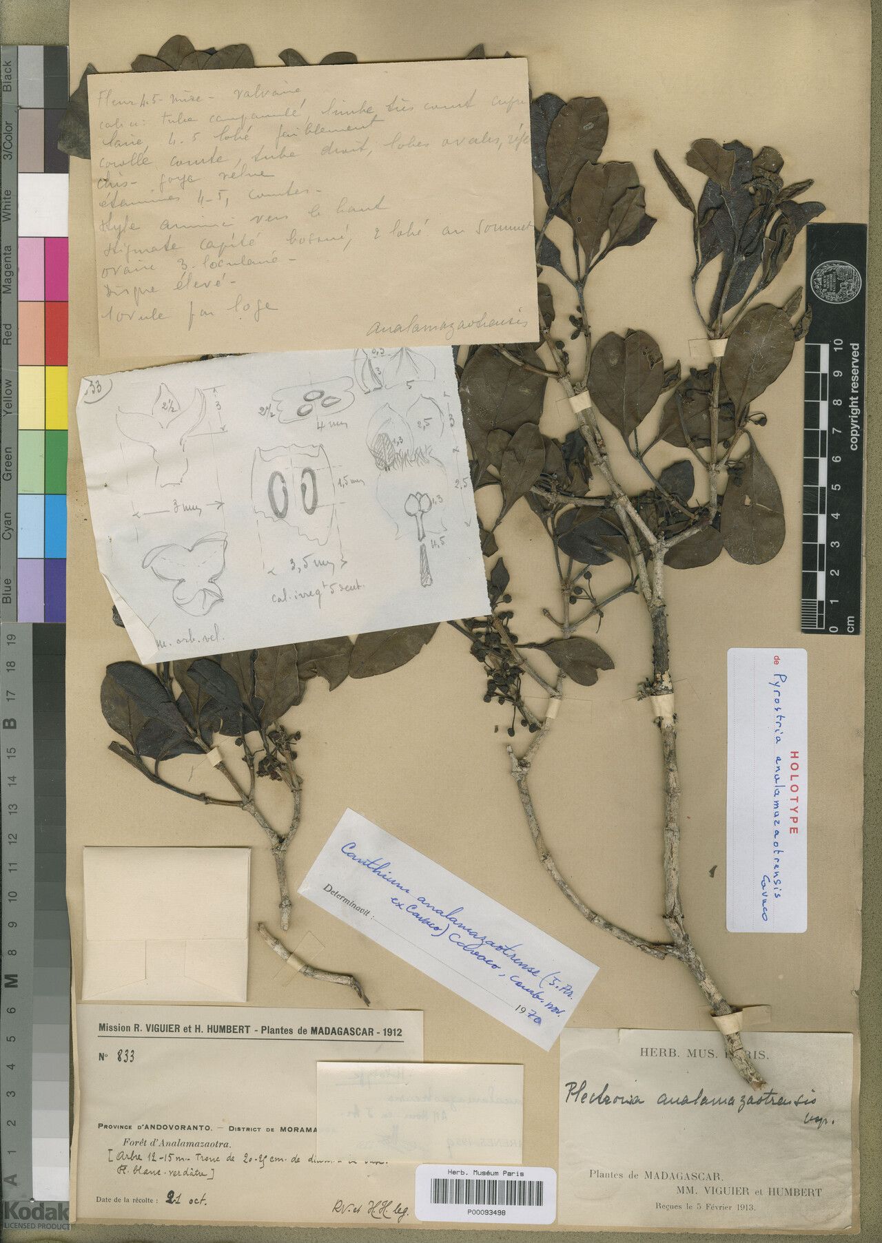 Pyrostria analamazaotrensis — related species from the same genus