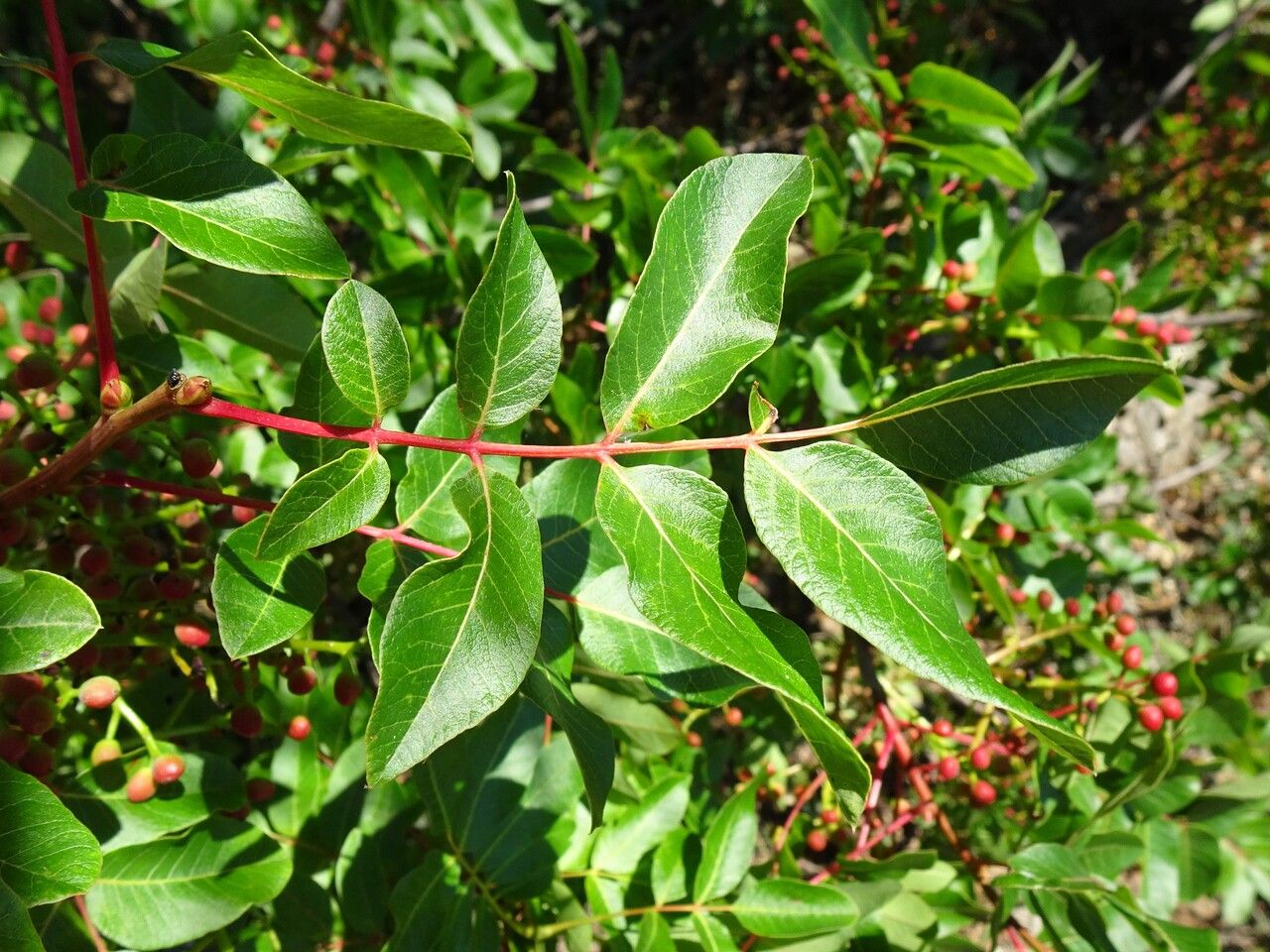 Pistacia terebinthus