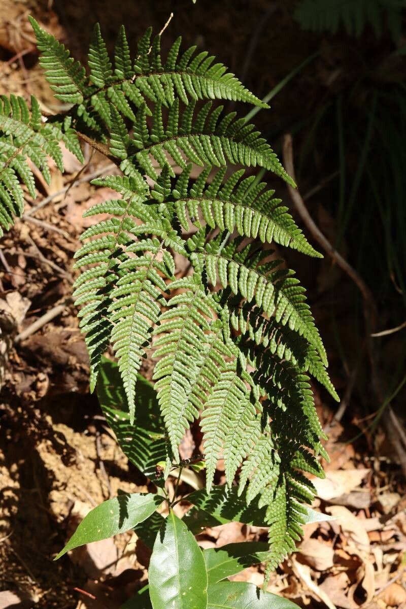 Dryopteris subhikonensis — search result for 'Dryopteris'