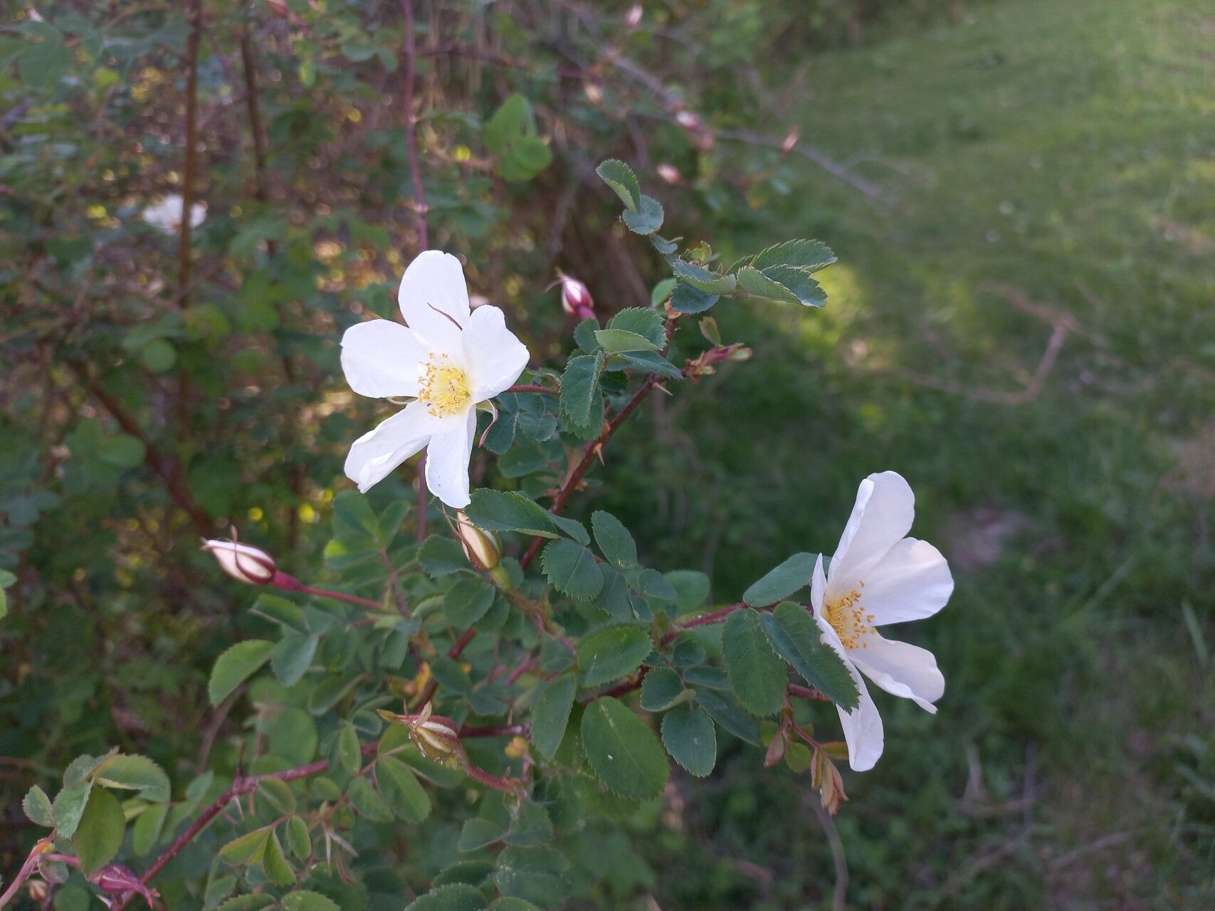 Rosa alberti flower