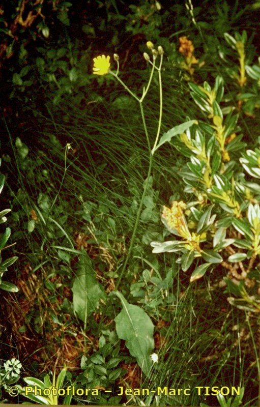 Hieracium isolanum habit