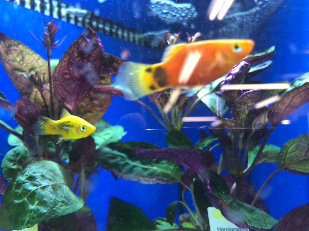 Hemigraphis colorata