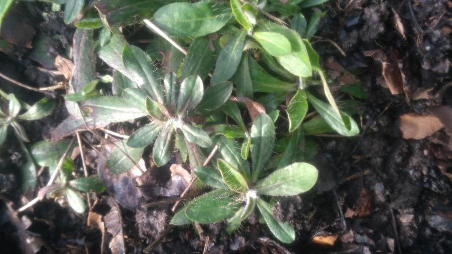 Hieracium pilosella habit