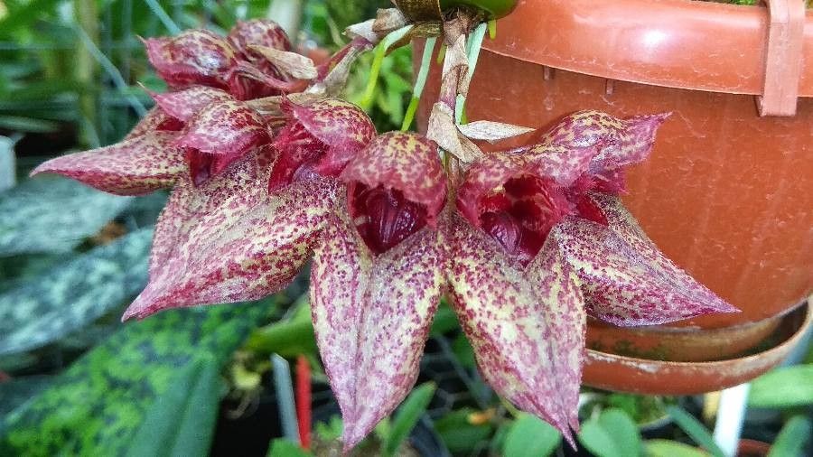 Bulbophyllum frostii flower