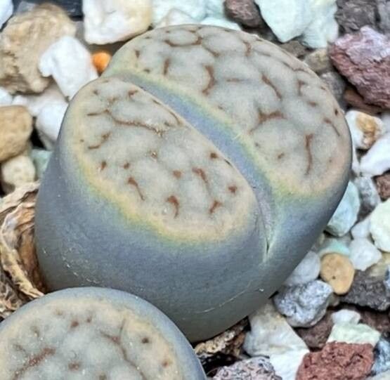Lithops schwantesii — search result for 'Lithops'