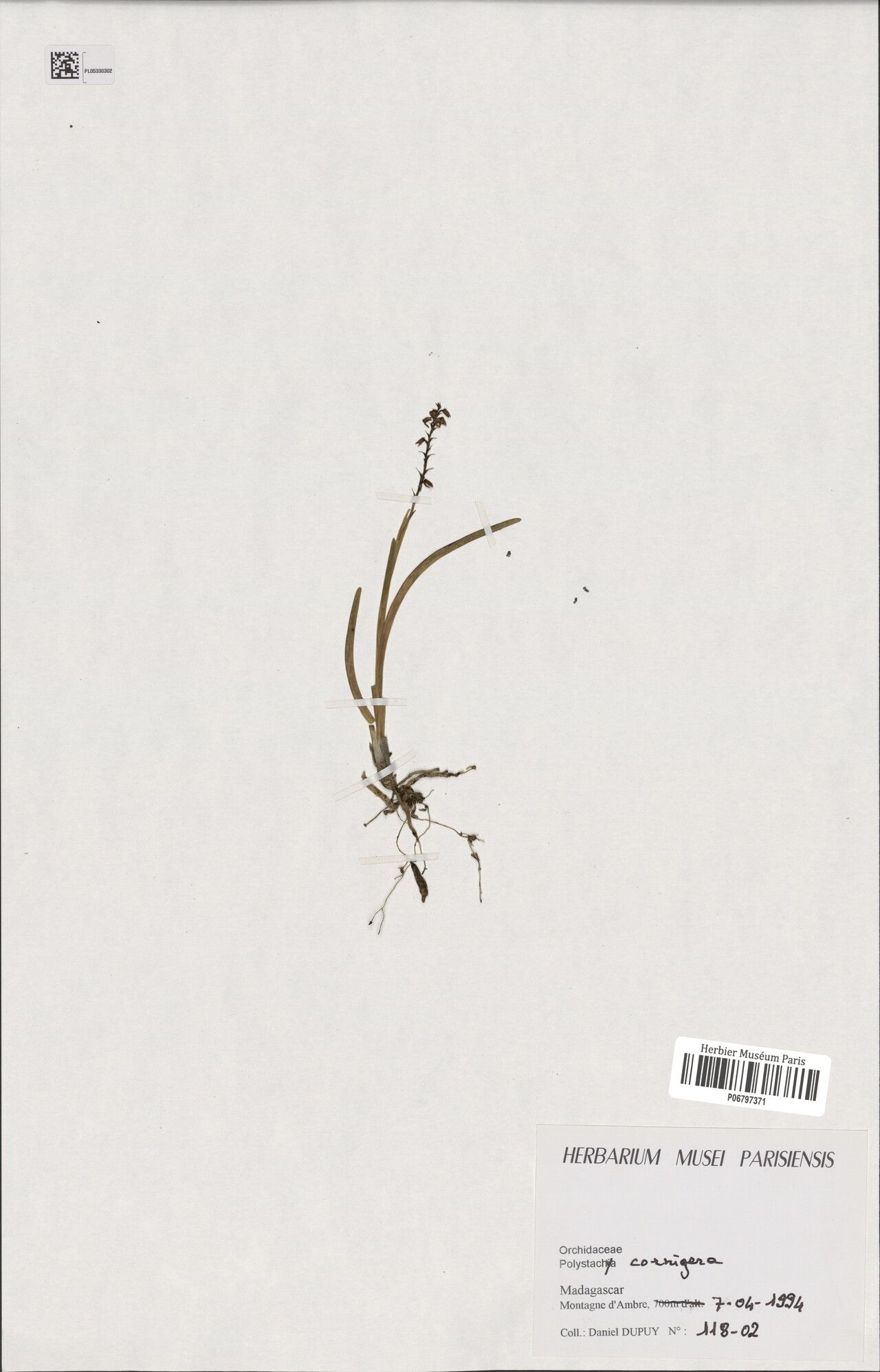 Polystachya cornigera — houseplant care guide