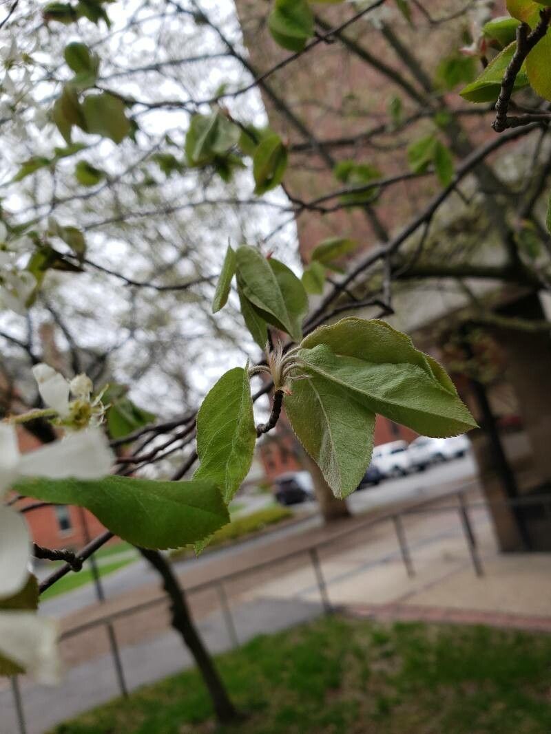 Amelanchier × grandiflora — search result for 'Amelanchier'
