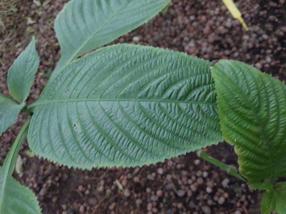 Brillantaisia subulugurica — houseplant care guide