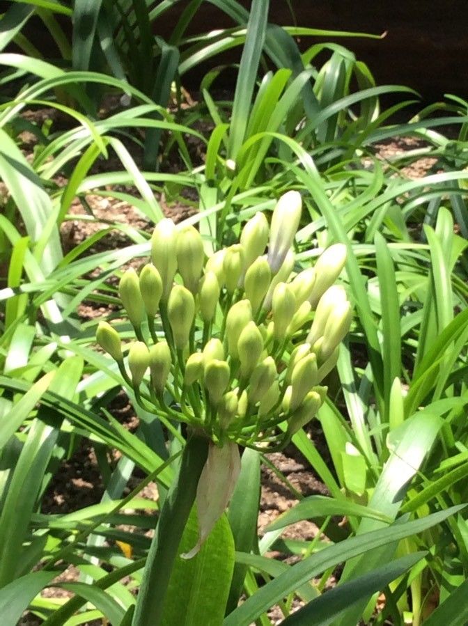 Agapanthus spp. flower