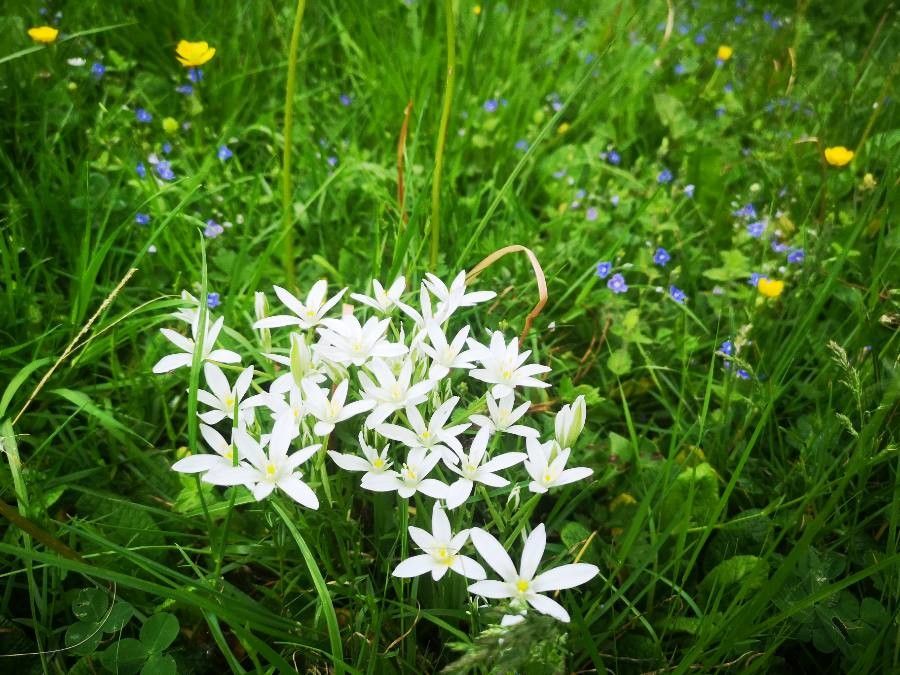 Ornithogalum gussonei habit