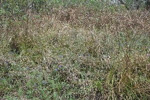 Hydrolea spinosa habit