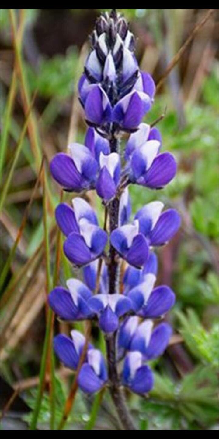 Lupinus bicolor flower
