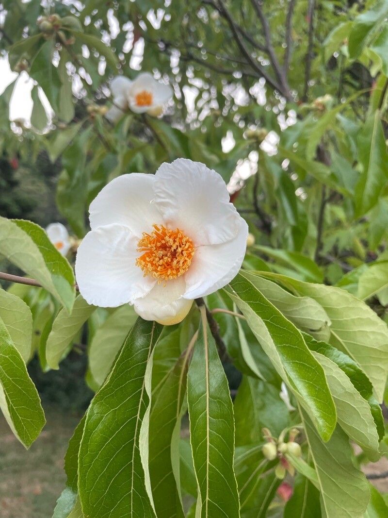 Franklinia alatamaha flower