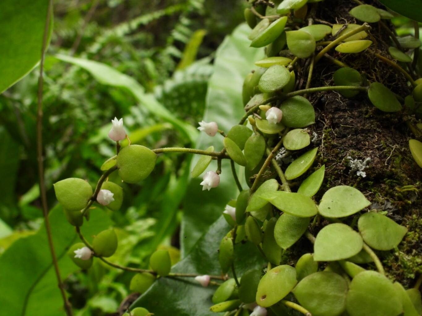 Dischidia immortalis habit